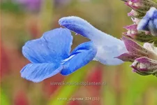 Salvia uliginosa