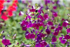 Salvia greggii 'Amethyst Lips'
