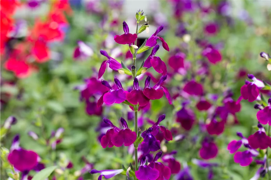 Salvia greggii 'Amethyst Lips'