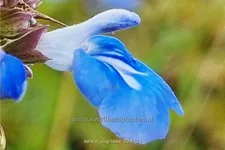 Salvia uliginosa