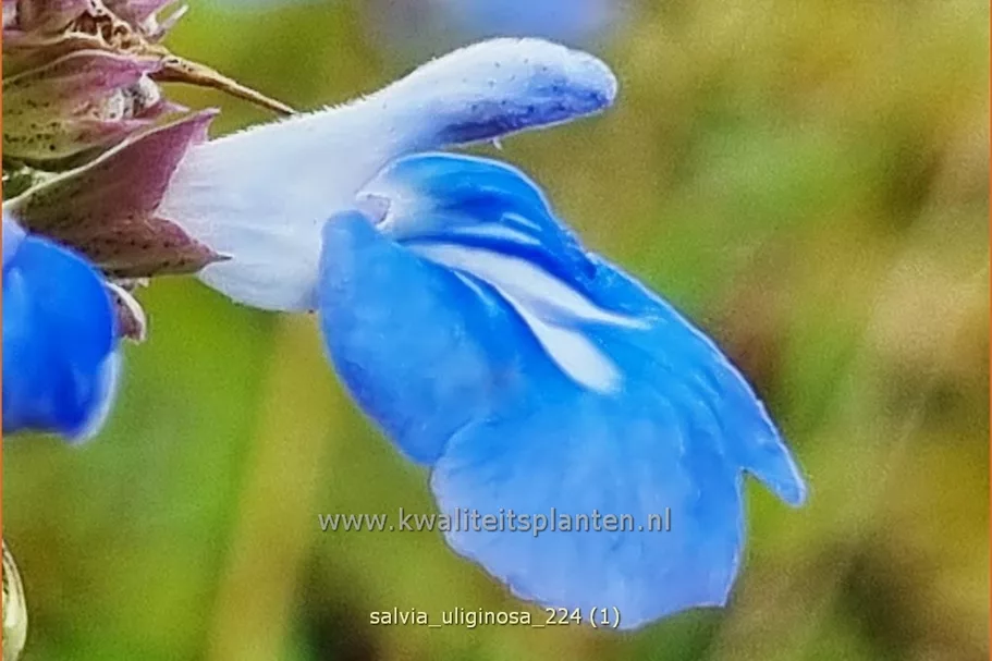 Salvia uliginosa