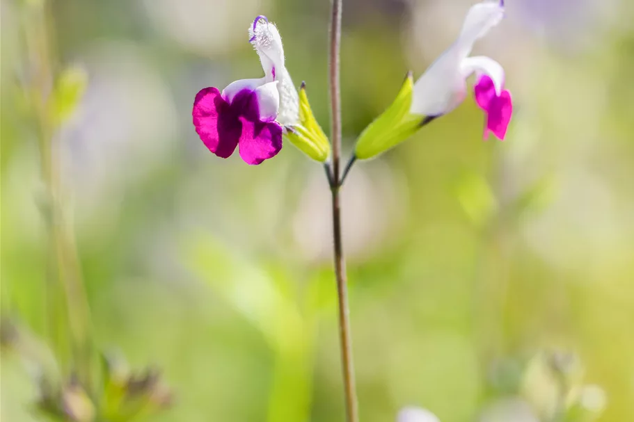 Salvia greggii 'Amethyst Lips'