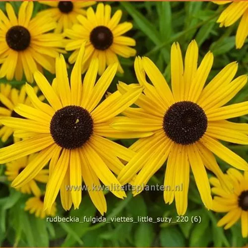 Rudbeckia fulgida 'Viette's Little Suzy'