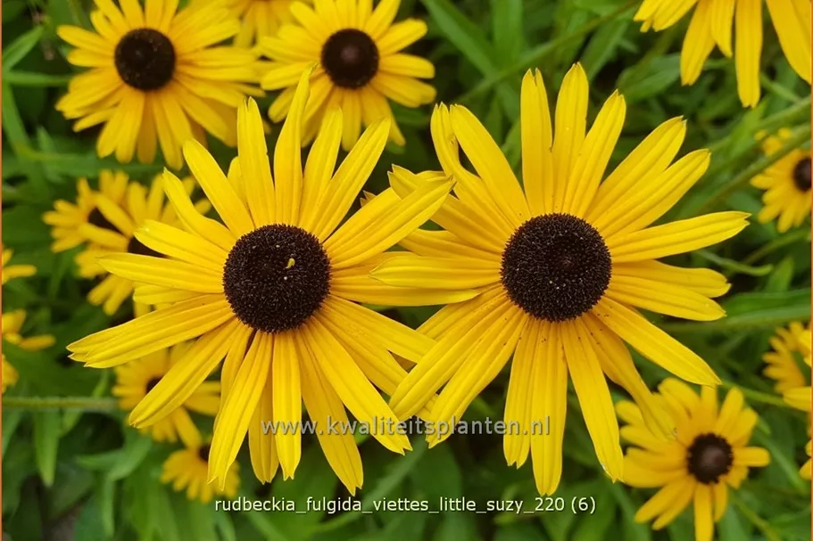 Rudbeckia fulgida 'Viette's Little Suzy'
