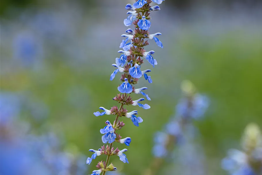 Salvia uliginosa