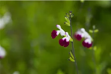 Salvia greggii 'Amethyst Lips'