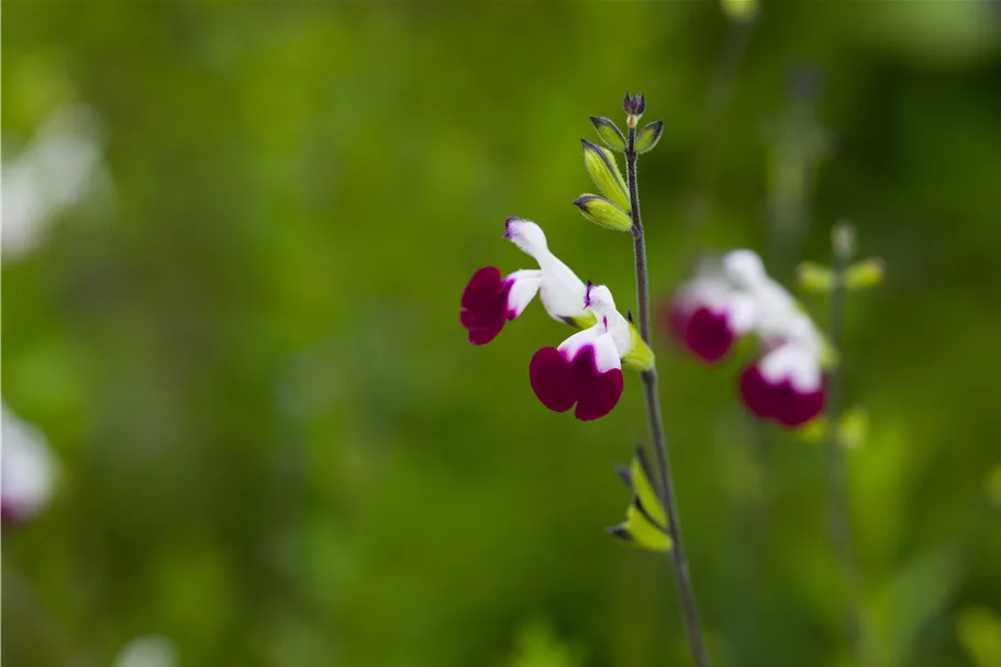 Salvia greggii 'Amethyst Lips'