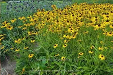 Rudbeckia fulgida 'Viette's Little Suzy'