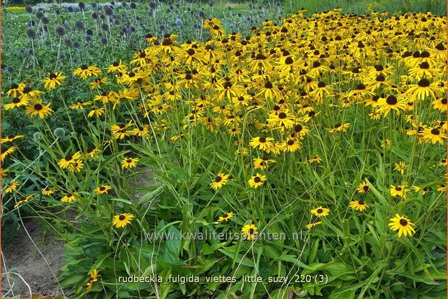 Rudbeckia fulgida 'Viette's Little Suzy'