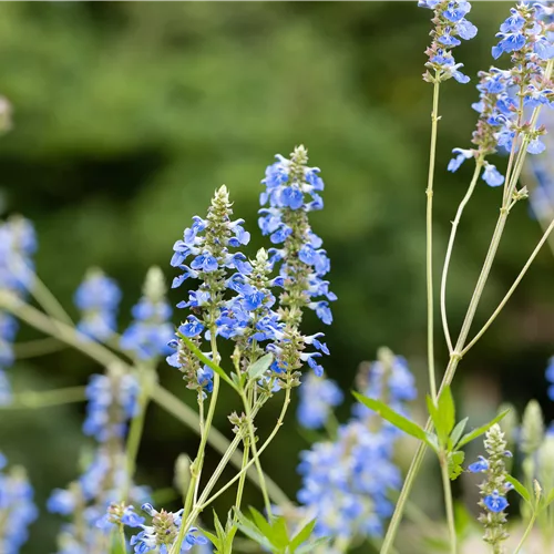 Salvia uliginosa