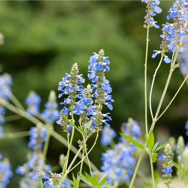 Salvia uliginosa