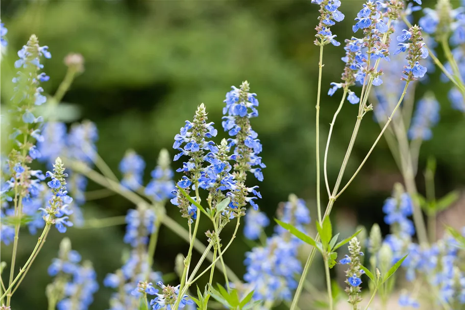 Salvia uliginosa