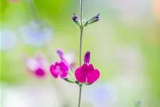 Salvia greggii 'Amethyst Lips'
