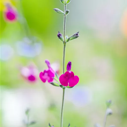 Salvia greggii 'Amethyst Lips'