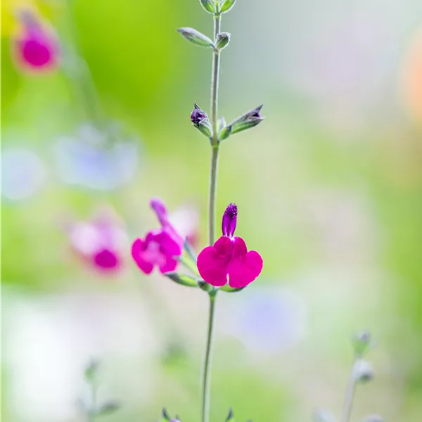 Salvia greggii 'Amethyst Lips'