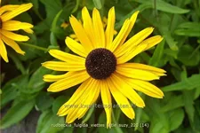 Rudbeckia fulgida 'Viette's Little Suzy'