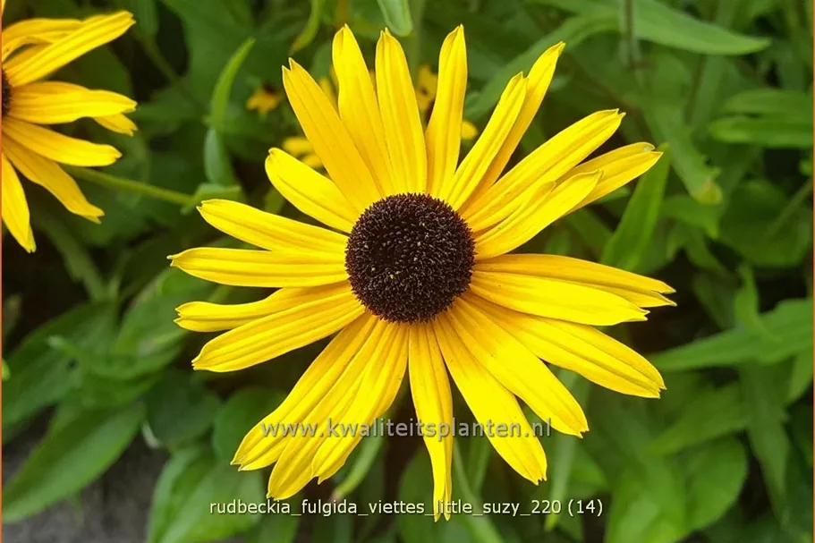 Rudbeckia fulgida 'Viette's Little Suzy'