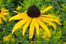 Rudbeckia fulgida 'Viette's Little Suzy'