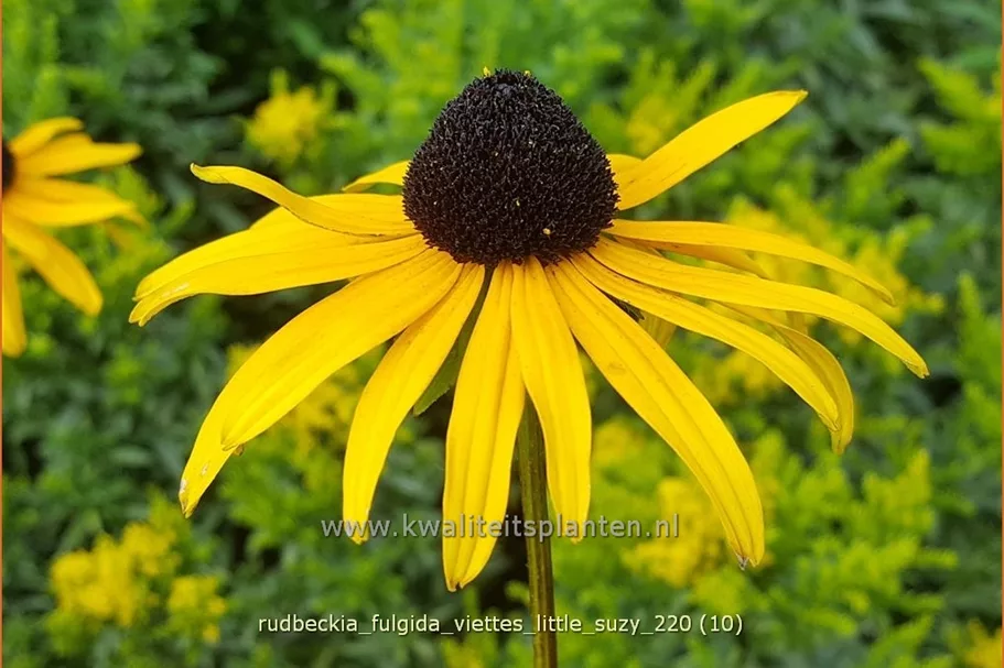 Rudbeckia fulgida 'Viette's Little Suzy'
