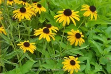 Rudbeckia fulgida 'Viette's Little Suzy'