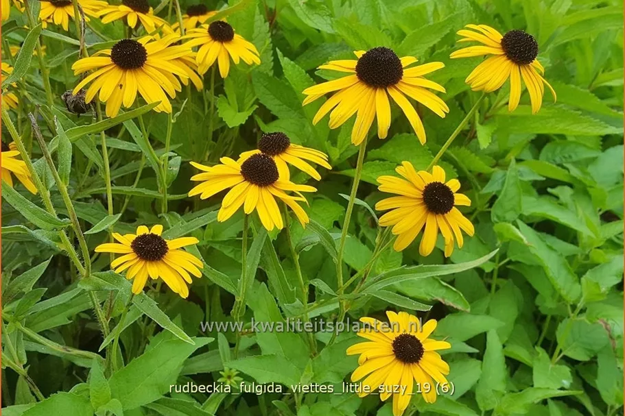 Rudbeckia fulgida 'Viette's Little Suzy'
