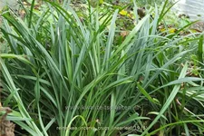 Reineckea incurva 'Crug's Linearleaf'