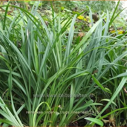 Reineckea incurva 'Crug's Linearleaf'