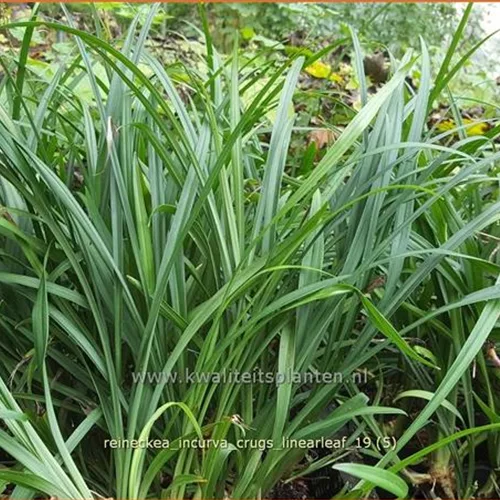 Reineckea incurva 'Crug's Linearleaf'
