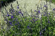 Salvia greggii 'Blue Note'