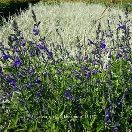 Salvia greggii 'Blue Note'