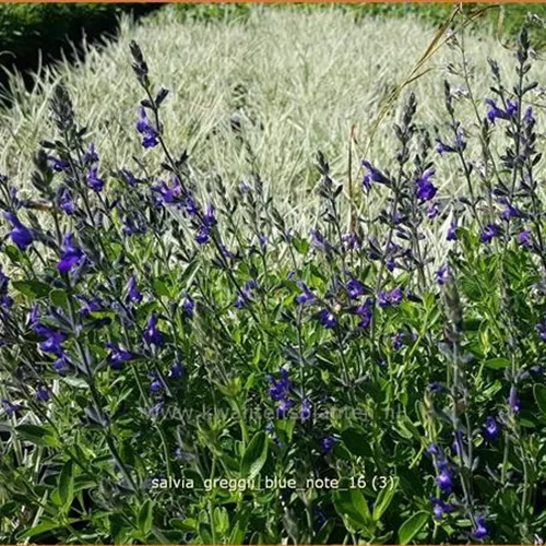 Salvia greggii 'Blue Note'