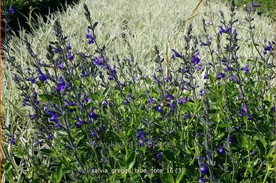Salvia greggii 'Blue Note'