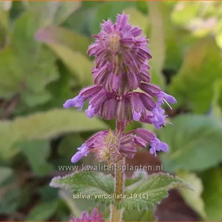 Salvia verticillata