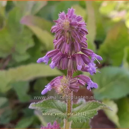 Salvia verticillata