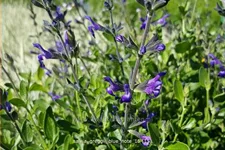 Salvia greggii 'Blue Note'