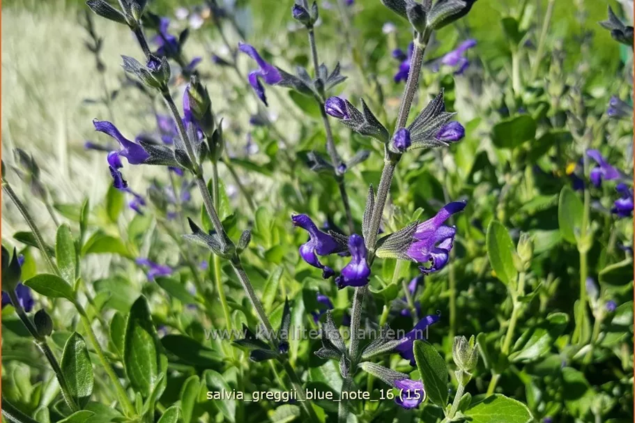 Salvia greggii 'Blue Note'