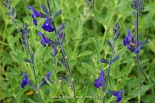 Salvia greggii 'Blue Note'
