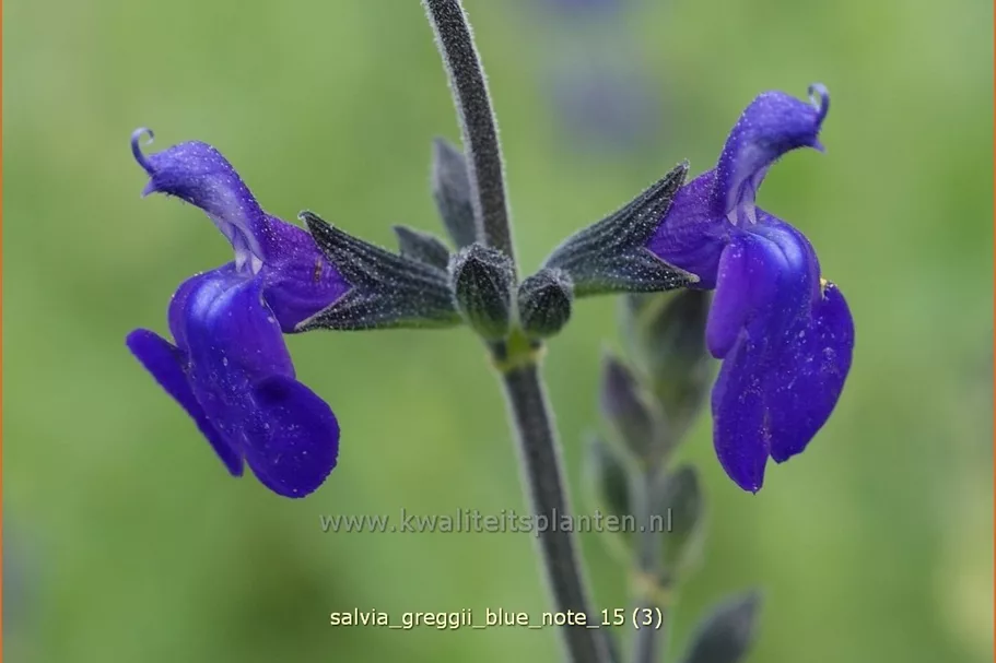 Salvia greggii 'Blue Note'