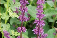 Salvia verticillata 'Endless Love'®