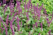 Salvia verticillata 'Endless Love'®