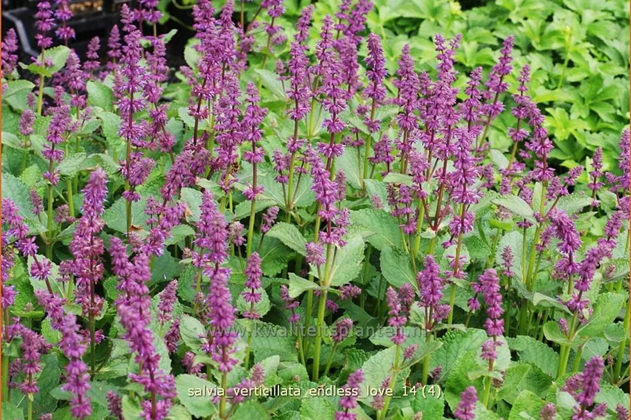 Salvia verticillata 'Endless Love'®