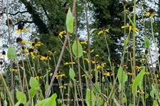 Rudbeckia maxima