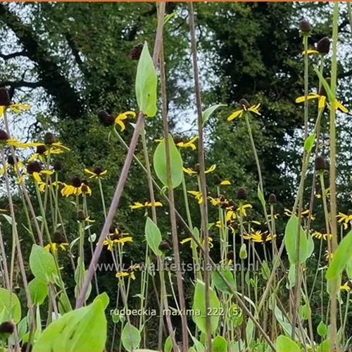 Rudbeckia maxima