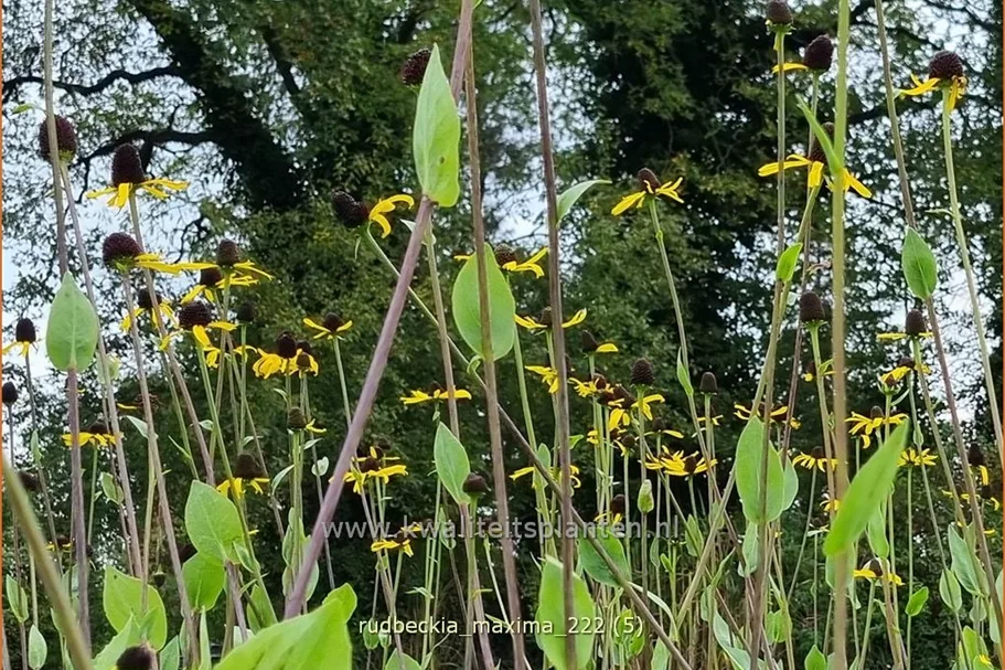 Rudbeckia maxima