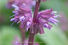 Salvia verticillata 'Endless Love'®