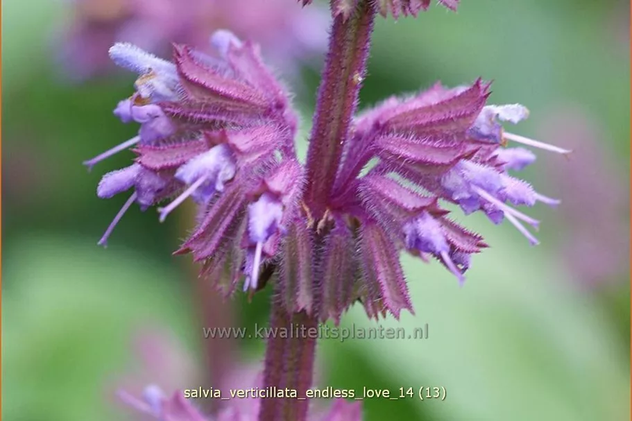 Salvia verticillata 'Endless Love'®