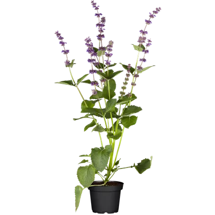 Salvia verticillata 'Endless Love'®