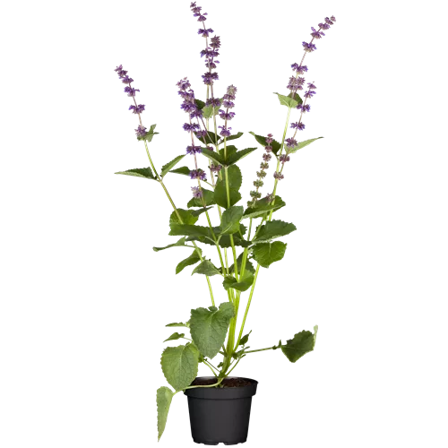 Salvia verticillata 'Endless Love'®