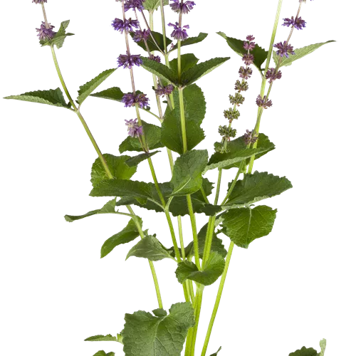 Salvia verticillata 'Endless Love'®