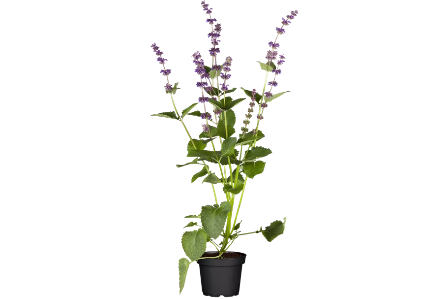 Salvia verticillata 'Endless Love'®